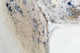 Best Commercial Mold Inspection  in Gretna, LA